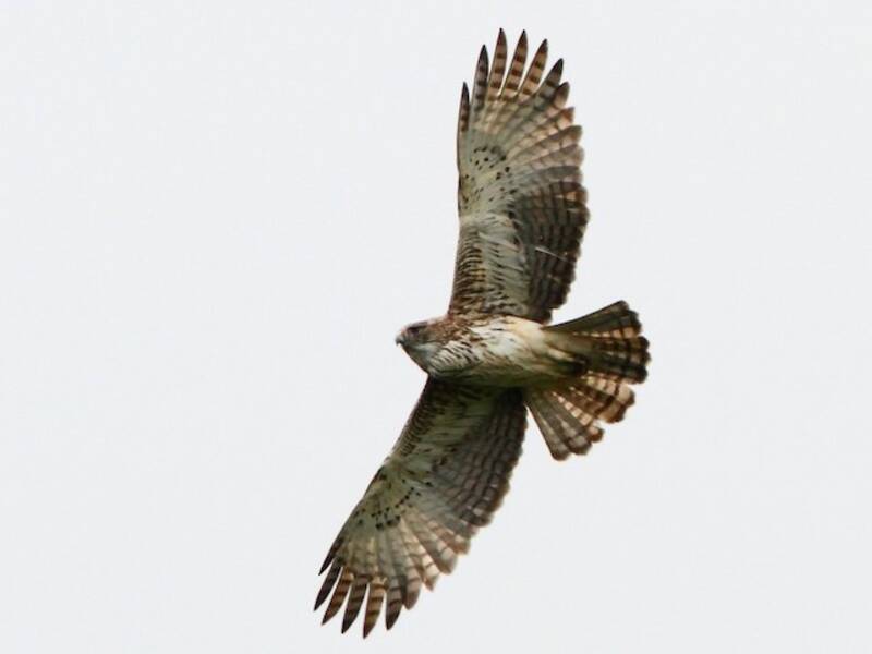 Pygmy Eagle, Photos 2