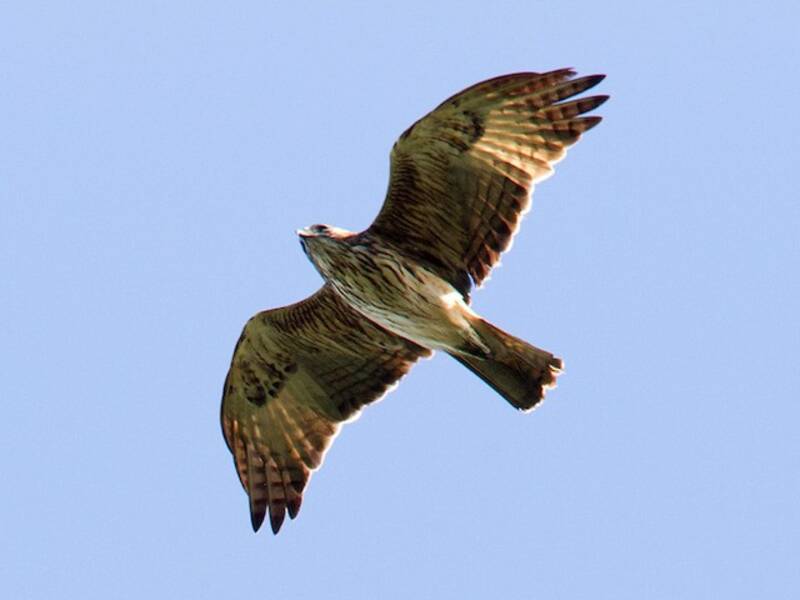 Pygmy Eagle