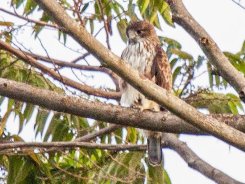 Pygmy Eagle, Photos 4