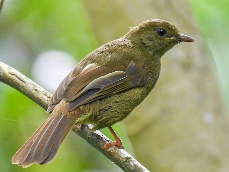 Bulbul minore, Foto 4
