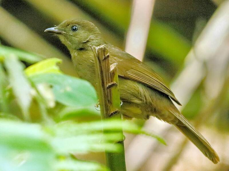 Bulbul minore, Foto 2
