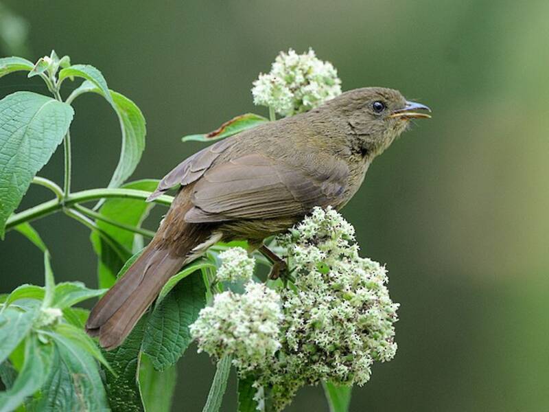 Bulbul minore, Foto 3