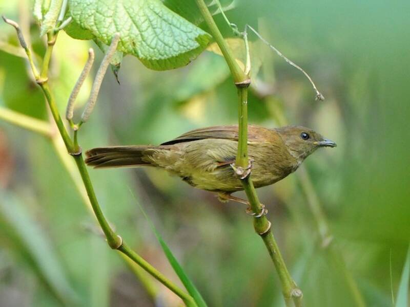 Bulbul minore