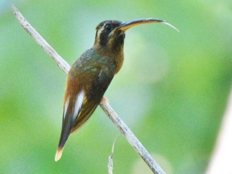 Tapajos-Einsiedlerkolibri, Fotos 4