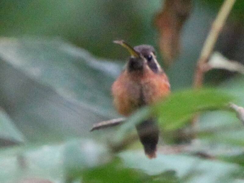Tapajos-Einsiedlerkolibri, Fotos 2