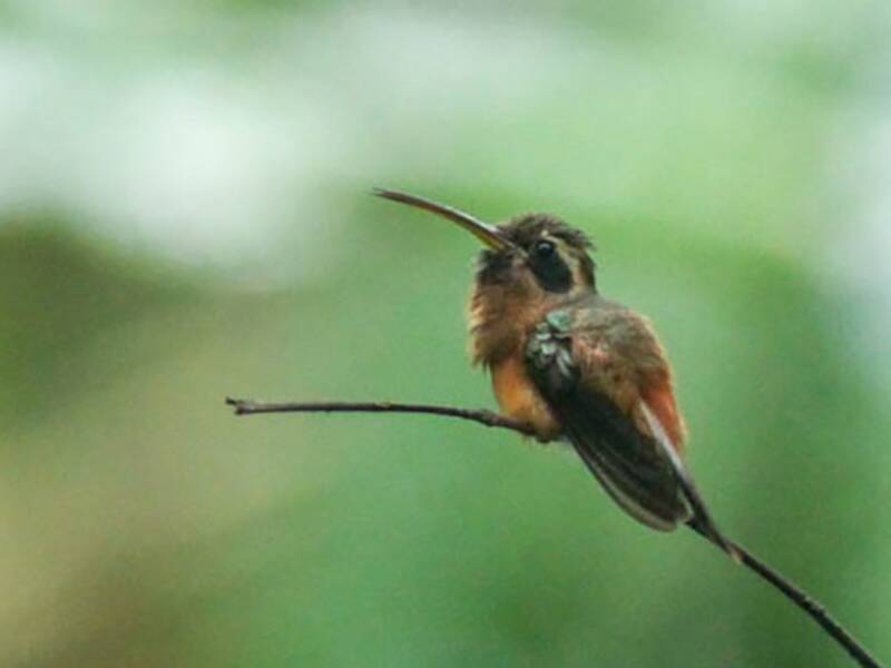 Tapajos-Einsiedlerkolibri, Fotos 3