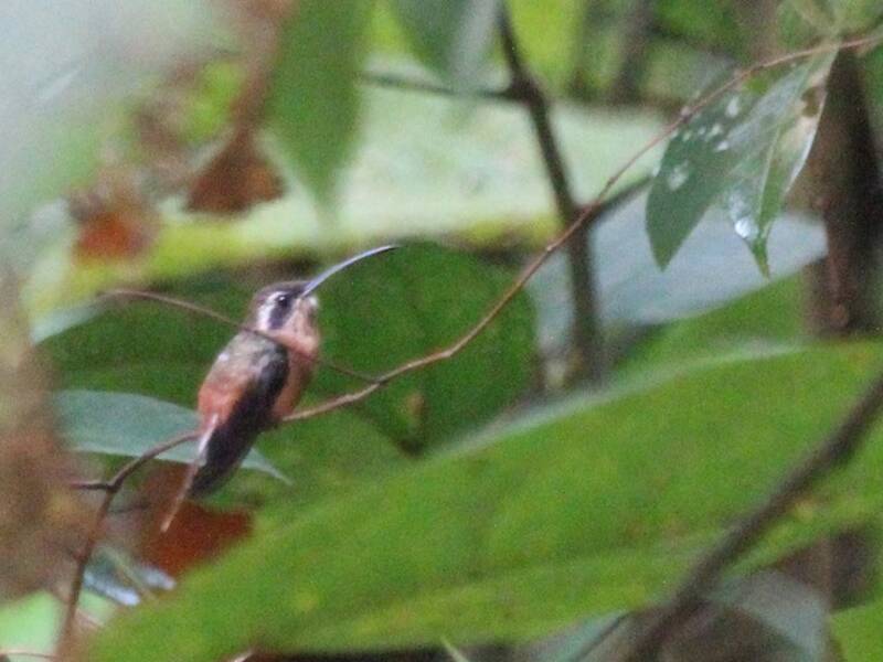 Tapajos Hermit
