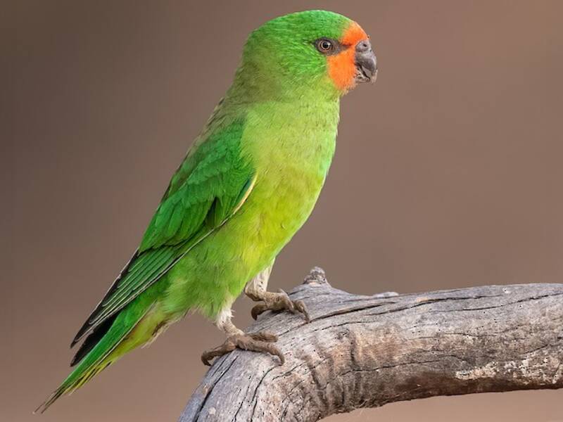 Little Lorikeet