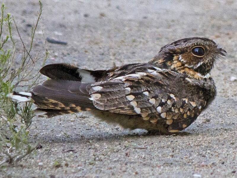 Little Nightjar, Photos 3