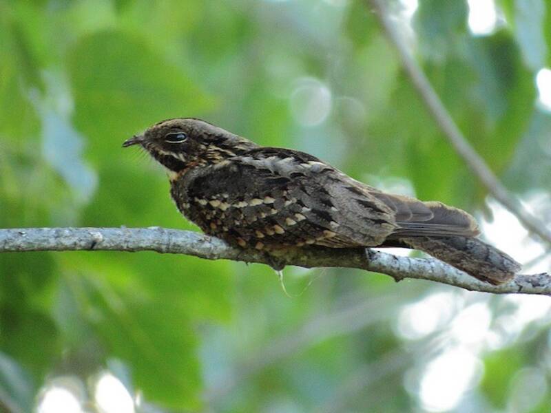 Little Nightjar, Photos 2