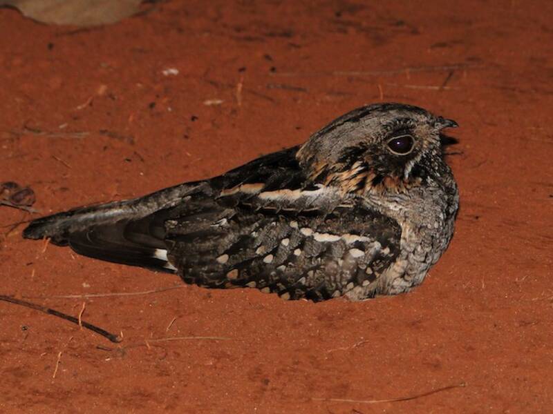 Little Nightjar