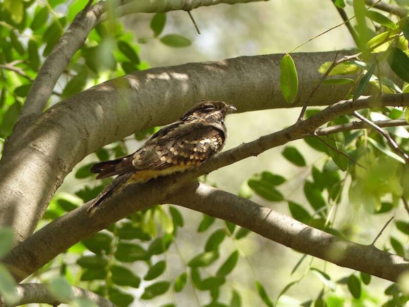 Little Nightjar, Photos 4