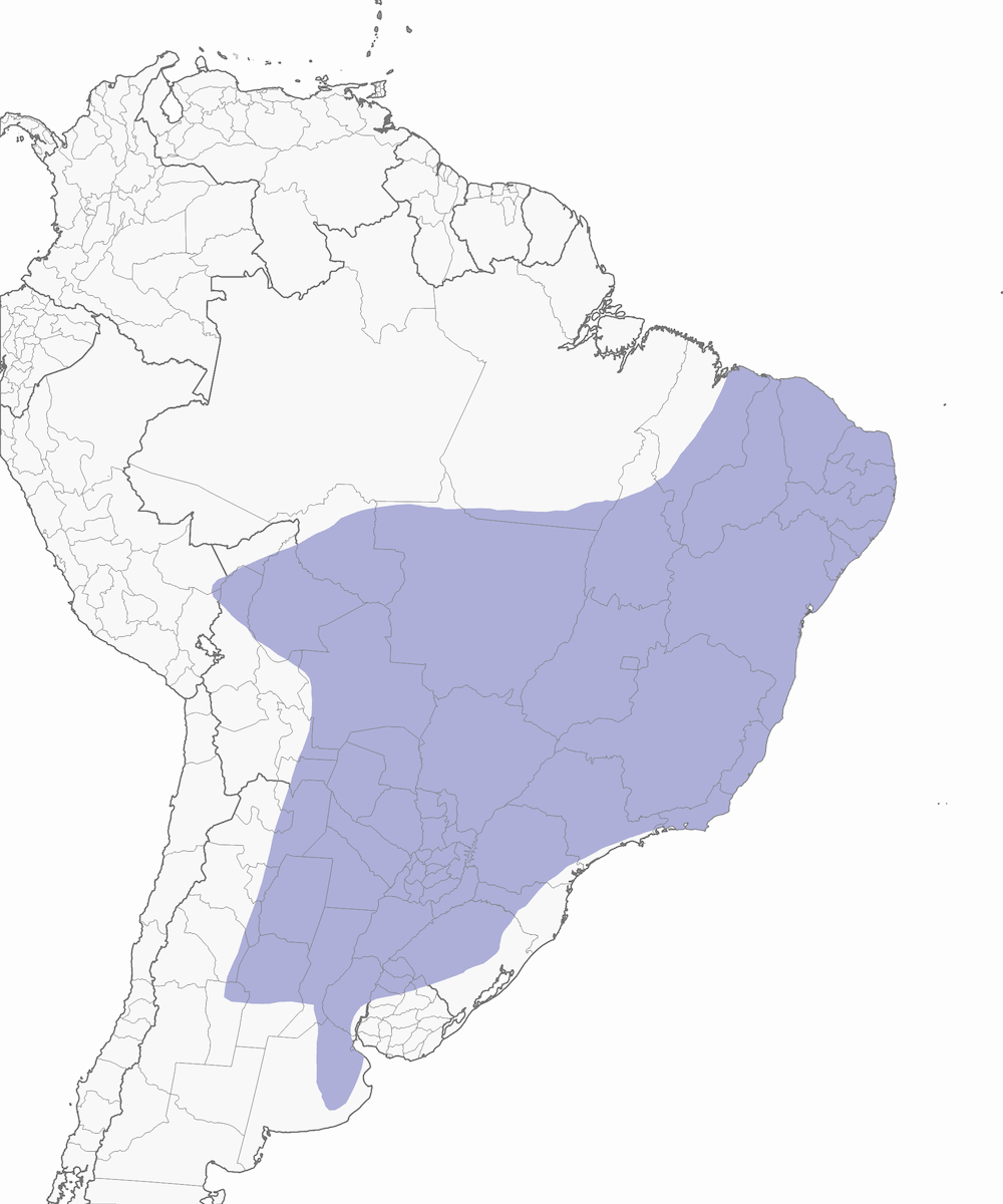 Little Nightjar, Distribution 1