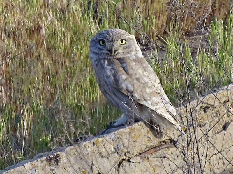 Little Owl, Photos 4