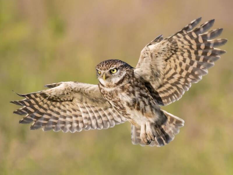Little Owl, Photos 3