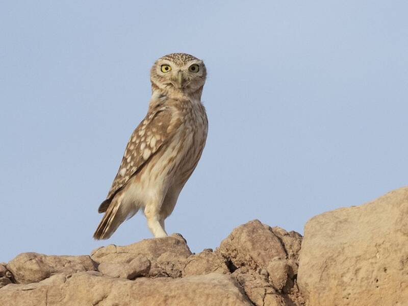 Little Owl, Photos 2