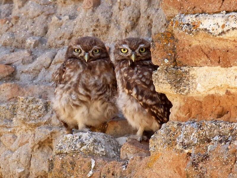Little Owl (Athene noctua)