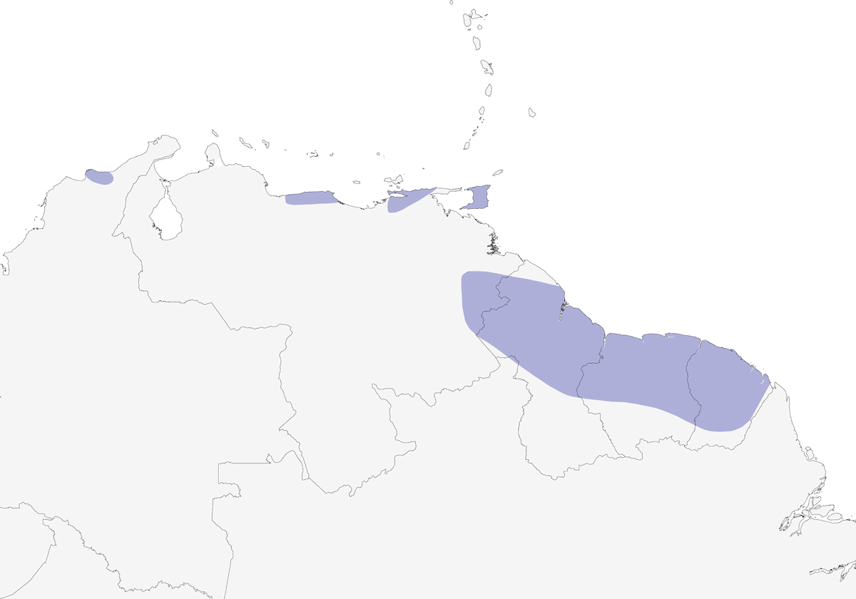 Pappagallino codalilla, Distribuzione 1