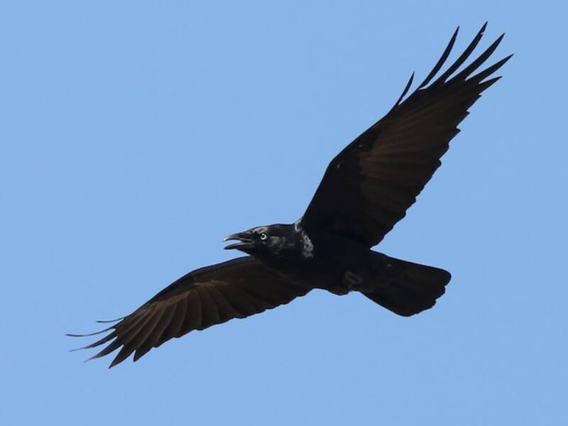 Petit Corbeau