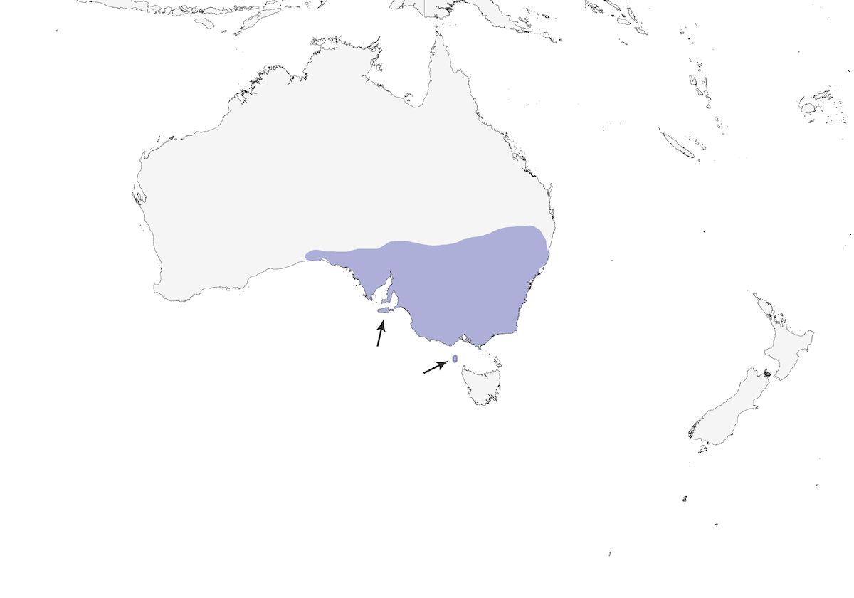 Corvo minore, Distribuzione 1