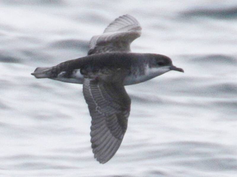 Subantarctic Shearwater, Photos 4