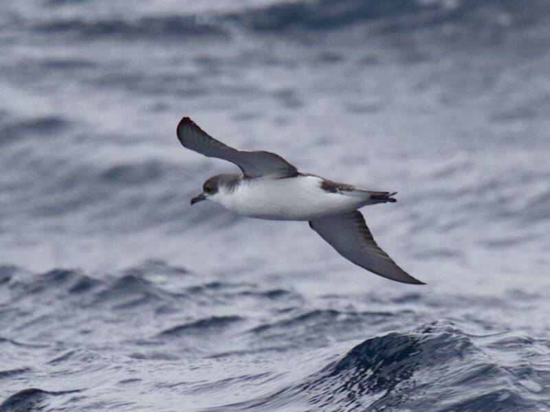 Subantarctic Shearwater, Photos 3