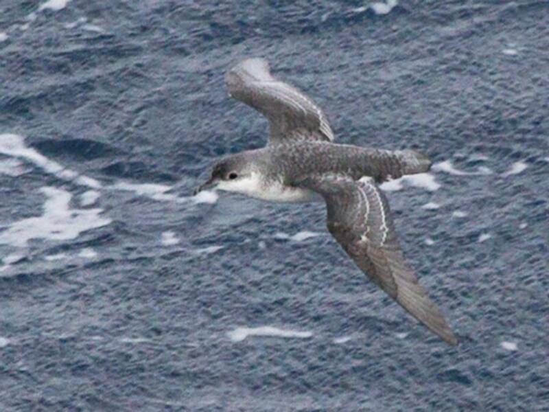 Subantarctic Shearwater, Photos 2