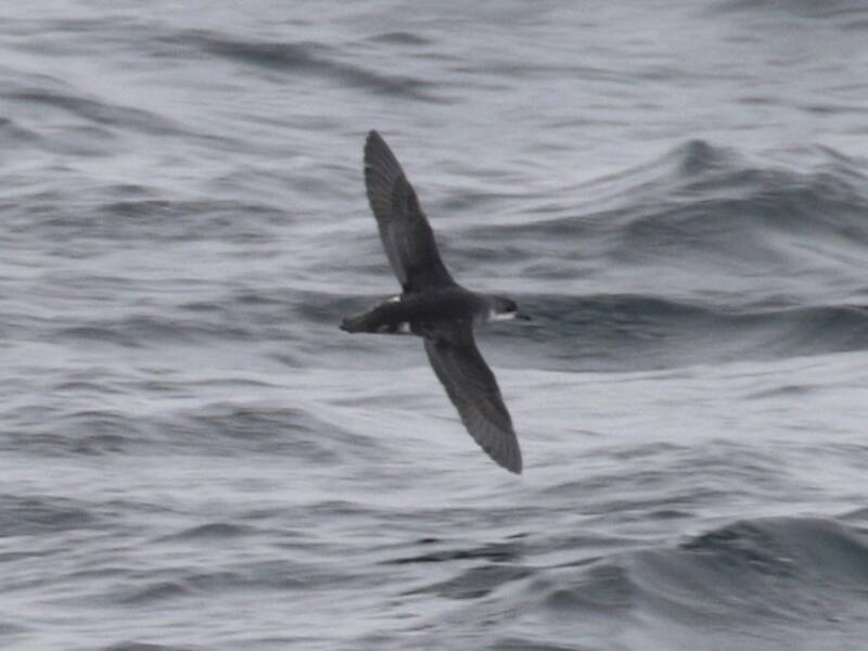 Subantarctic Shearwater