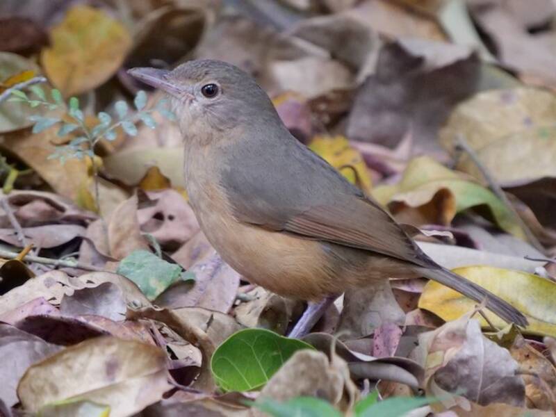 Rufous Shrikethrush, 照片 2