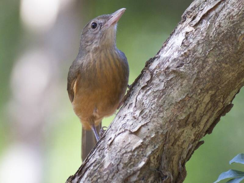 Rufous Shrikethrush, 照片 3