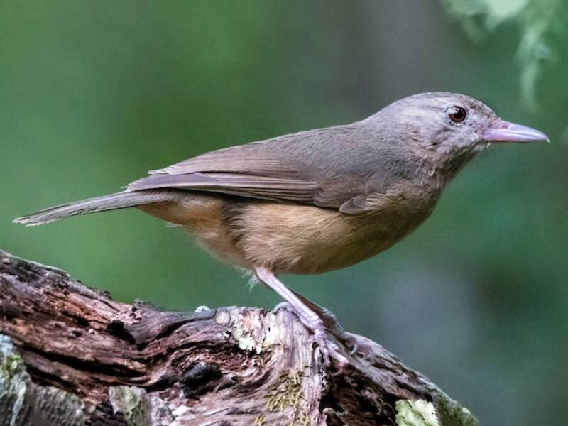 Rufous Shrikethrush, 照片 4