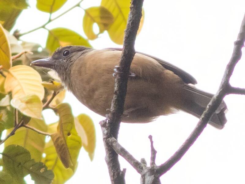 Alcaudón-tordo de Sepik-Ramu, Fotos 2