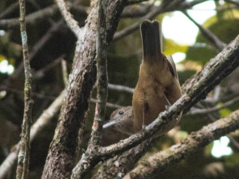 Alcaudón-tordo de Sepik-Ramu, Fotos 3