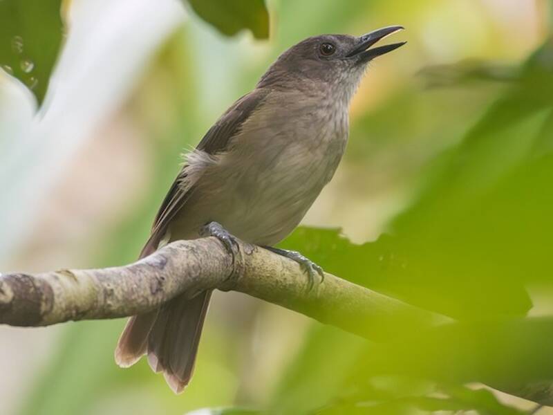 Tagula Shrikethrush, 照片 3