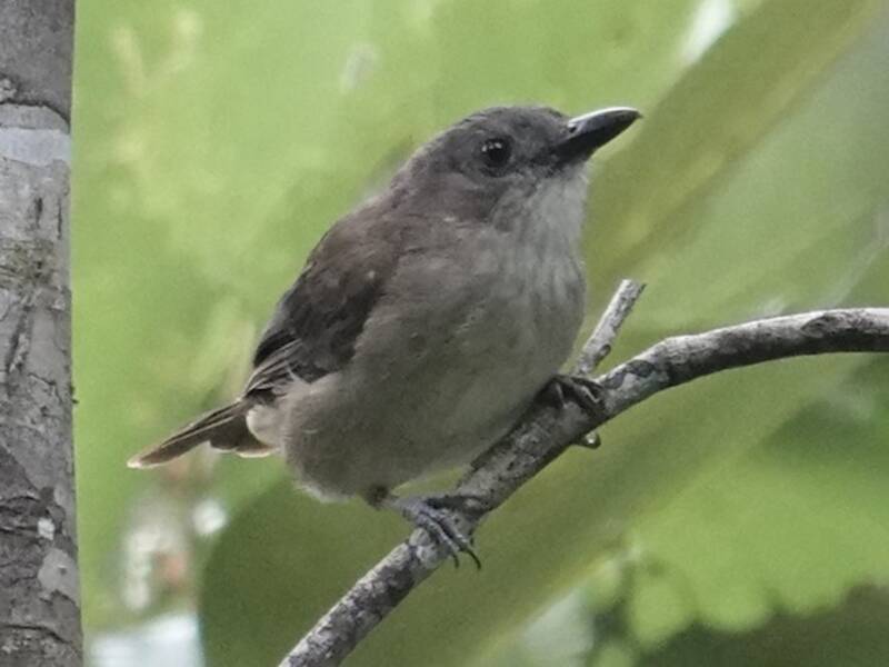 Tagula Shrikethrush, 照片 2