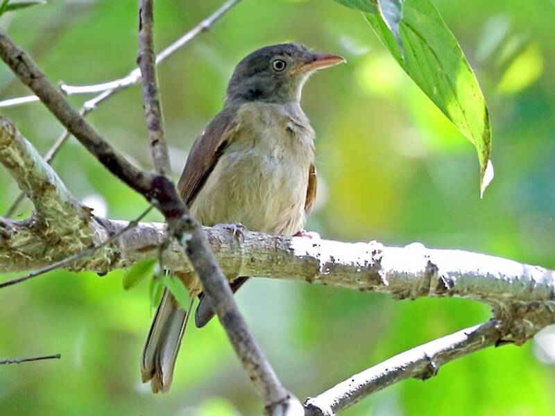 Waigeo Shrikethrush, 照片 3