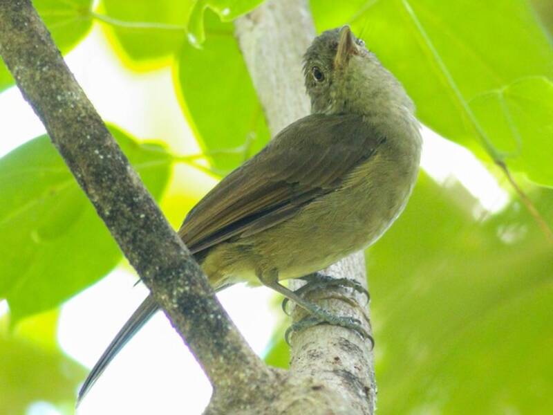 Waigeo Shrikethrush