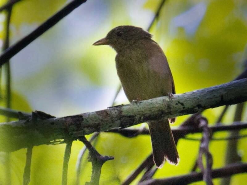 Waigeo Shrikethrush, 照片 2