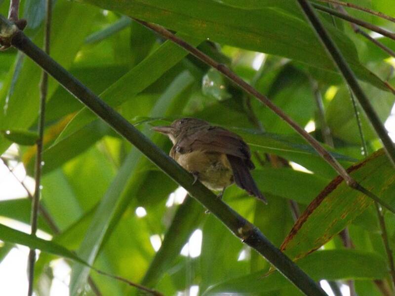 Waigeo Shrikethrush, 照片 4