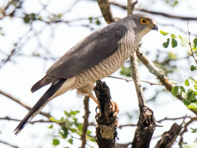 Little Sparrowhawk, 照片 3