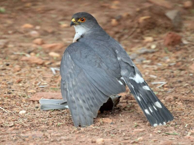 Little Sparrowhawk, 照片 2