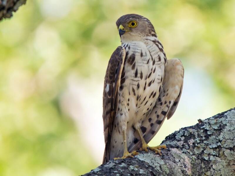 Little Sparrowhawk, 照片 4