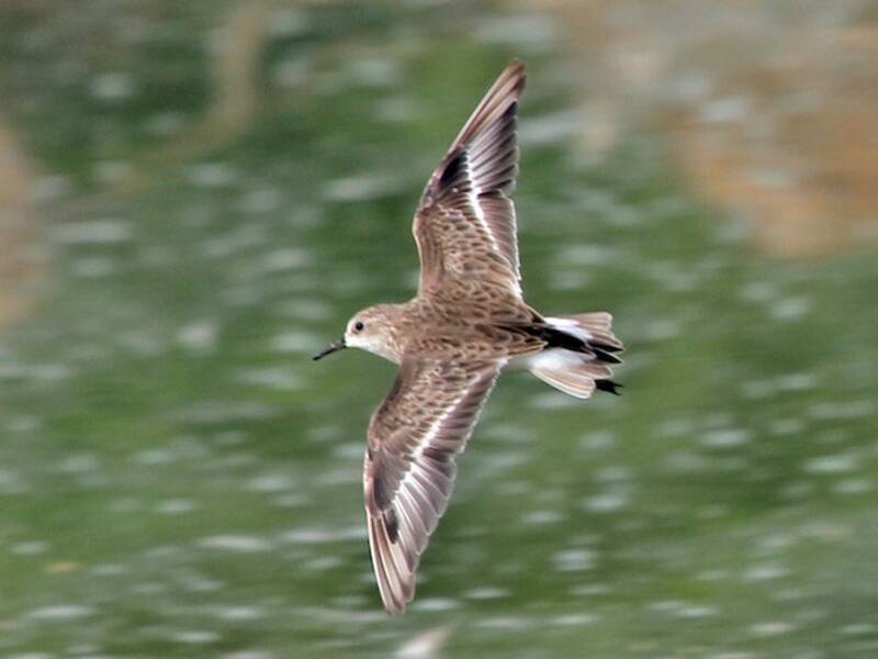 Little Stint