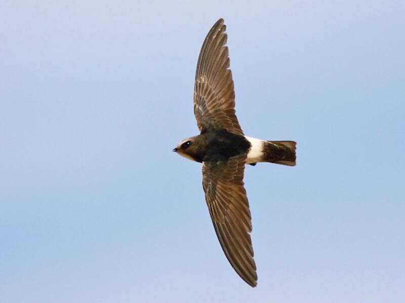 Rondone minore, Foto 4