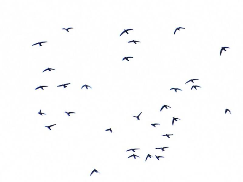 Little Swift