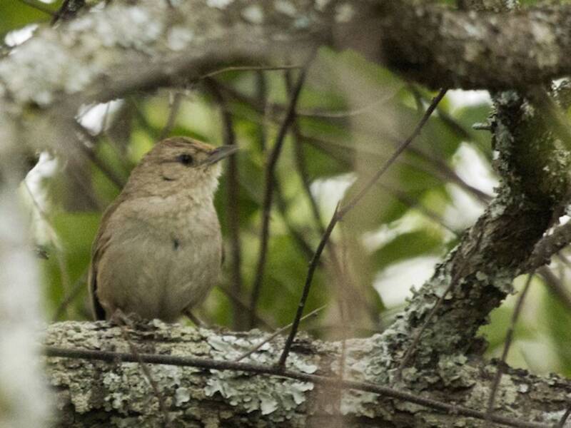 Spinaio minore, Foto 4
