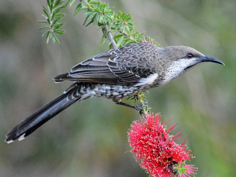 Western Wattlebird, 照片 3