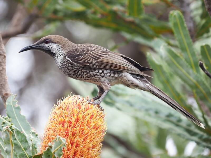 Western Wattlebird, 照片 2