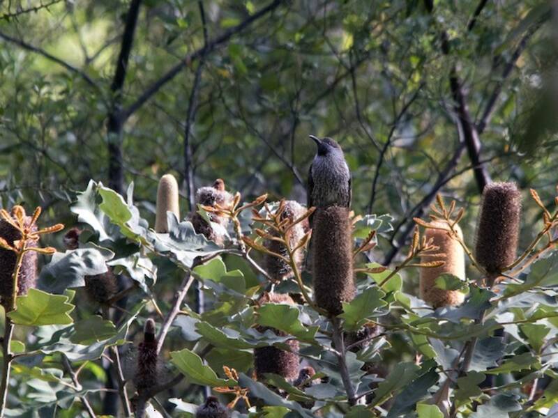 Western Wattlebird, 照片 4