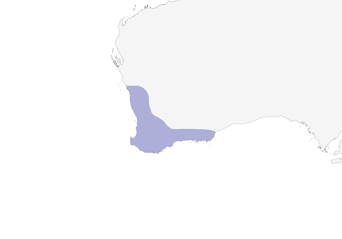 Western Wattlebird, 分布 1